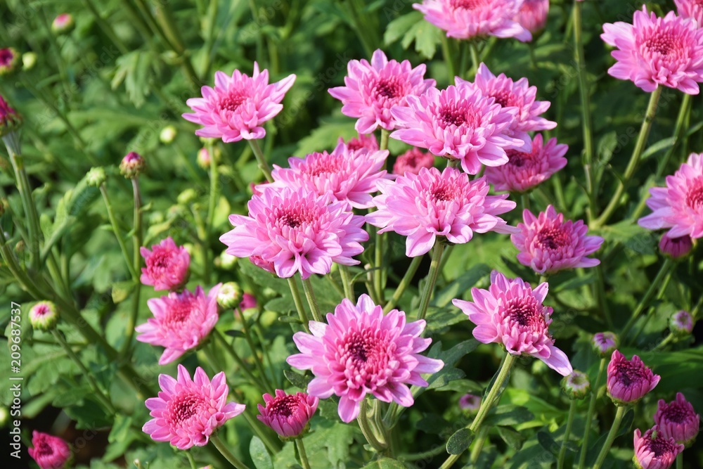 Pink chrysanthemum on the tree in the garden Pink chrysanthemum on the tree in the garden