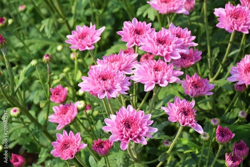 Pink chrysanthemum on the tree in the garden