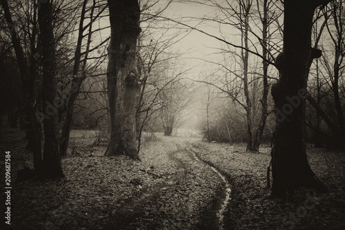 dark forest road landscape, vintage style photo