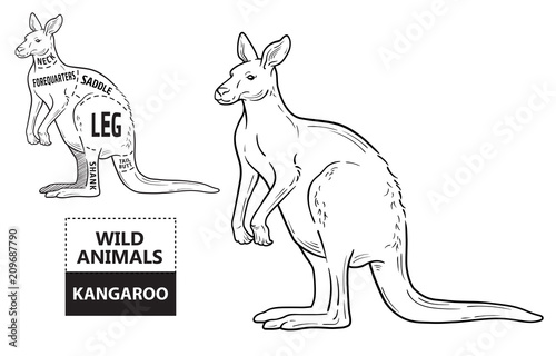 Cut of kangaroo set. Poster Butcher diagram - desert-ship. Vintage typographic hand-drawn. Vector illustration