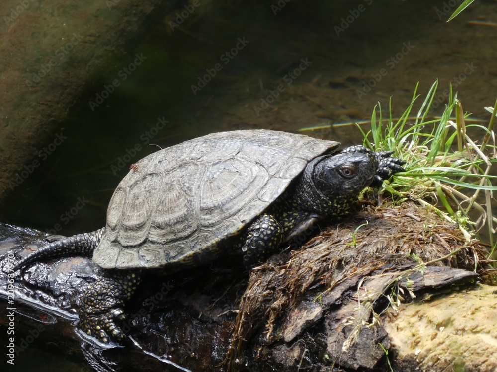 turtles in the pond turtles in the pond