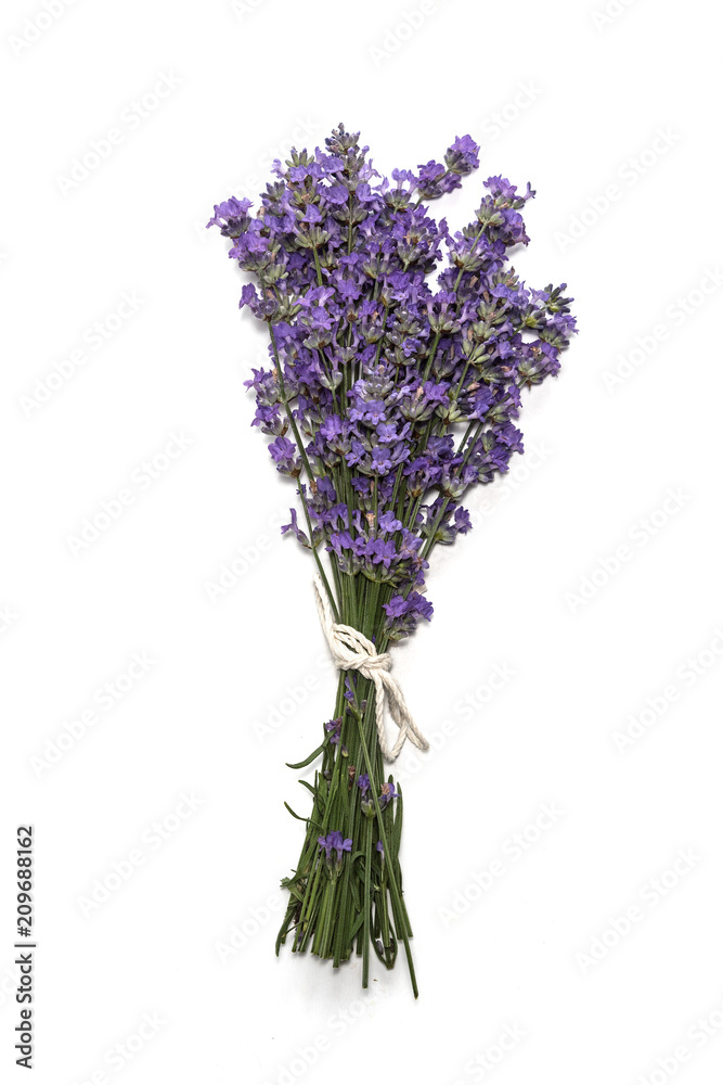 Obraz premium Fresh bunch of lavender flowers on a white background.