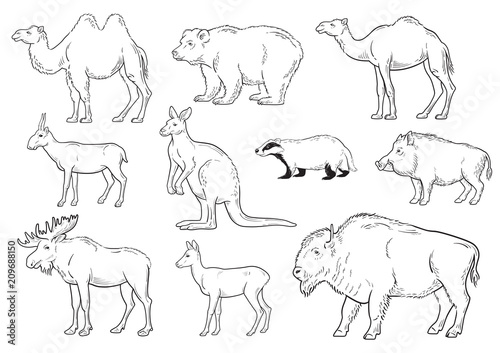 collection of wild animals on white background vector illustration
