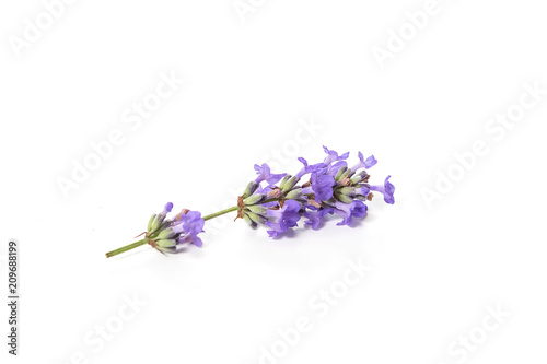 Fresh bunch of lavender flowers on a white background.