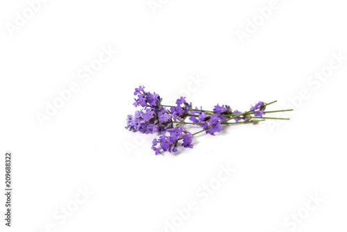 Fresh bunch of lavender flowers on a white background.