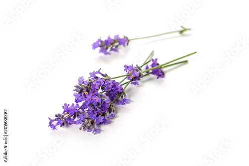 Fototapeta Naklejka Na Ścianę i Meble -  Fresh bunch of lavender flowers on a white background.