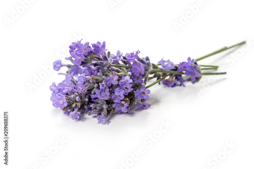 Fresh bunch of lavender flowers on a white background.