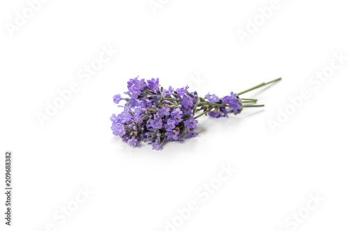 Fresh bunch of lavender flowers on a white background.