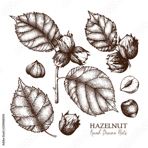 Vector illustration of hand drawn hazelnut. Vintage nut sketch. Organic food drawing on white background.