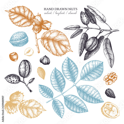 Vector collection of hand drawn nuts sketches. Vintage illustrations of walnut, hazelnut and almond. Botanical leaves, fruits, nutshells for packaging, branding, prints, cards design.