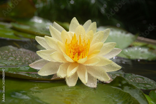 Wallpaper Mural Flowers of India - Water Lily  Torontodigital.ca