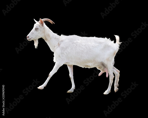White goat with milk udder. Isolated on a black background.