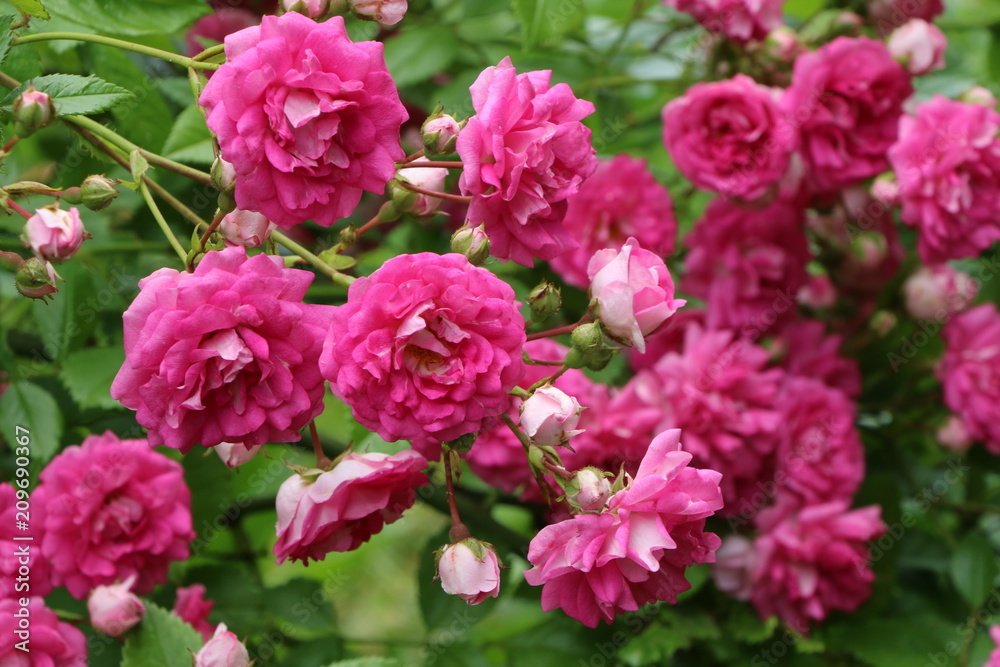 Summer Garden, Sommergarten, Rambler-Rosen an einem Rosenbogen, Rambler-Rosen für Bewuchs an Spalieren, Bäumen und für naturnahe Gärten geeignet