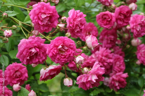 Summer Garden  Sommergarten  Rambler-Rosen an einem Rosenbogen  Rambler-Rosen f  r Bewuchs an Spalieren  B  umen und f  r naturnahe G  rten geeignet