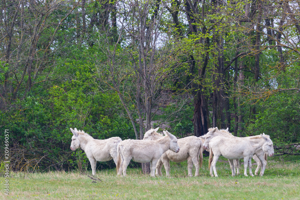 several white donkeys standing in grassland several white donkeys standing in grassland