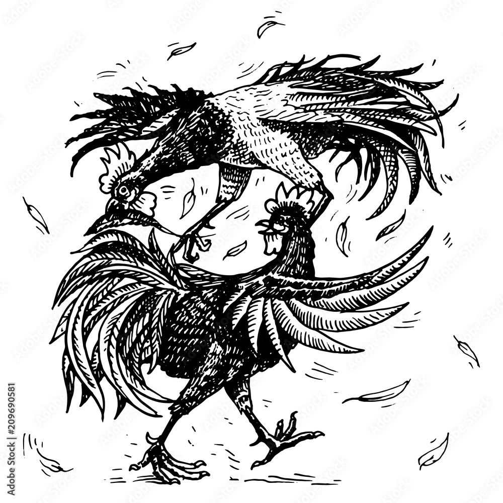 Fototapeta premium Cockfight or gamecocks. Bird sport on the farm. Hand drawn engraved sketch. pets in vintage style. two roosters on white background. Vector illustration.