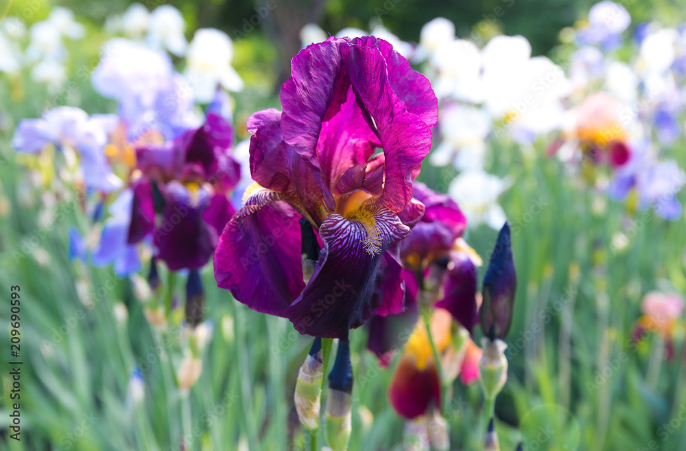 Flowers of irises of different colors.