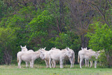 white donkeys standing in meadow