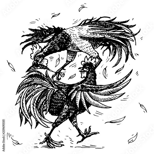 Cockfight or gamecocks. Bird sport on the farm. Hand drawn engraved sketch. pets in vintage style. two roosters on white background. Vector illustration.