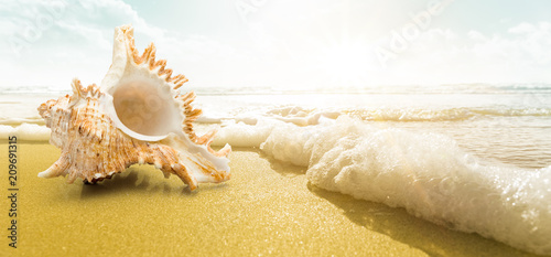 Muschel am Strand