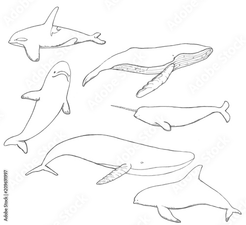 Whale Lineart photo