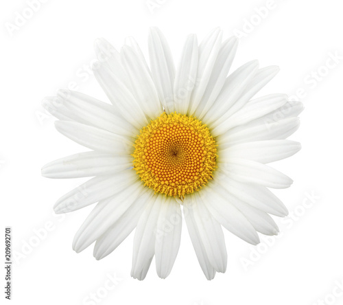 One daisy isolated on white background © Tetiana