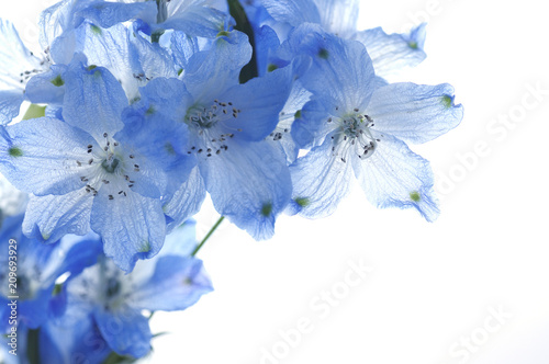 Fotografia flowers of delphinium on a white background