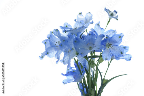 Valokuva flowers of delphinium on a white background