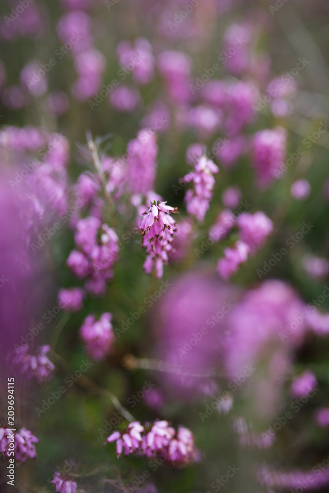 Heide Erika in Nahaufnahme mit violetter (lila) Blüte mit grünen Stiel