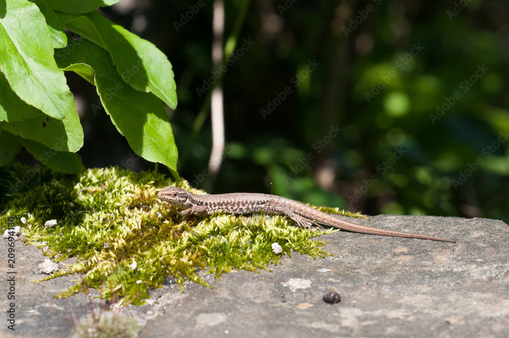 Naklejka premium Mauereidechse