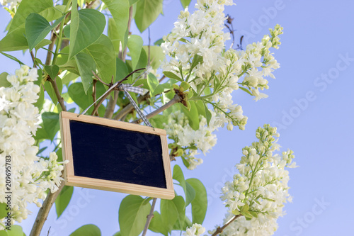 blank sign with space for text in a lilac tree 