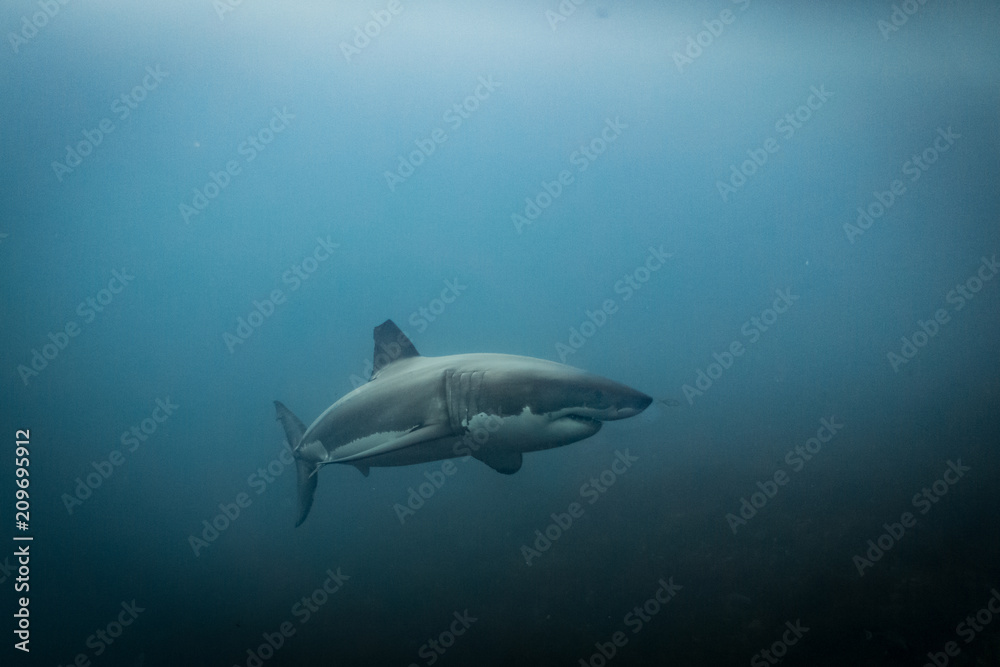 Naklejka premium Great White Shark