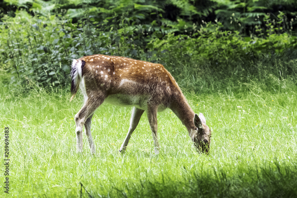 Wild young deer in London, United Kingdom Wild young deer in London, United Kingdom