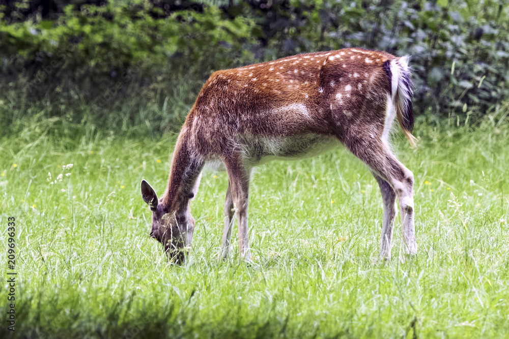 Wild young red deer in London, United Kingdom Wild young red deer in London, United Kingdom