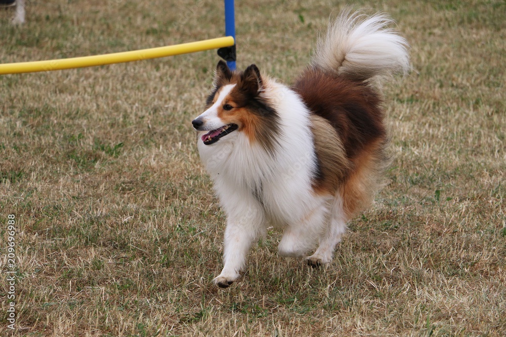 beautiful sheltie dog is running in the garden beautiful sheltie dog is running in the garden
