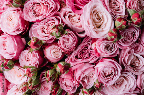 Beautiful fresh blossoming vivid pink roses texture