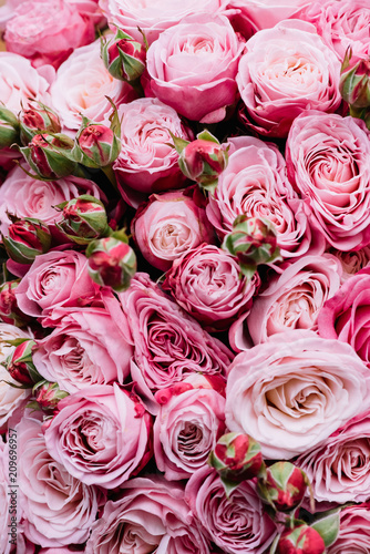 Beautiful fresh blossoming vivid pink roses texture