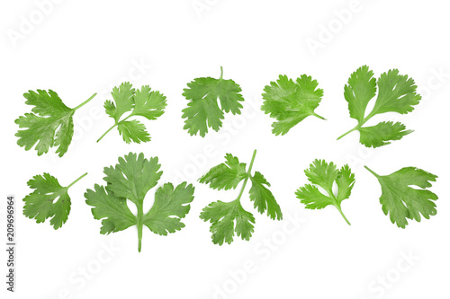 cilantro or coriander leaves isolated on white background with copy space for your text. Top view. Flat lay pattern photo