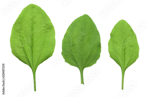 fresh plantain leaves isolated on white background