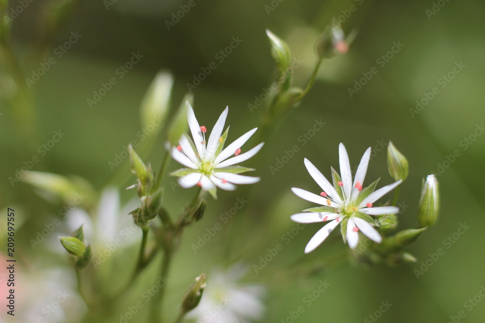 lovely white flowers on a blurred natural background lovely white flowers on a blurred natural background