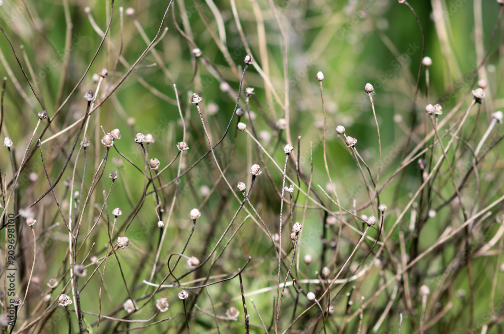 wild flowers on blurred background wild flowers on blurred background