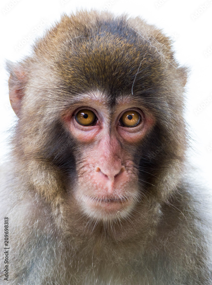 Close up isolated Japanese Macaque Face Close up isolated Japanese Macaque Face