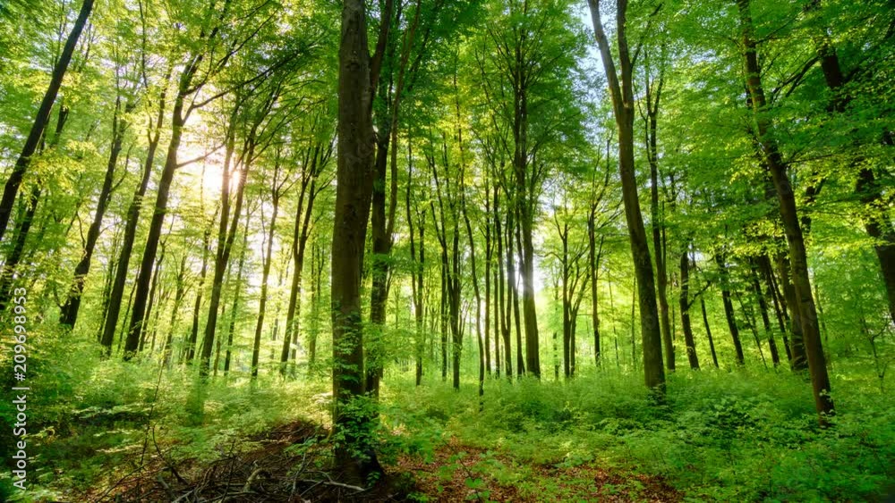 The sun casts its beautiful rays into the fresh green forest, time lapse