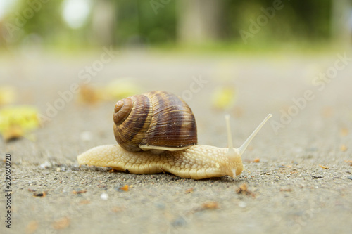 Snail crawling on pavement 