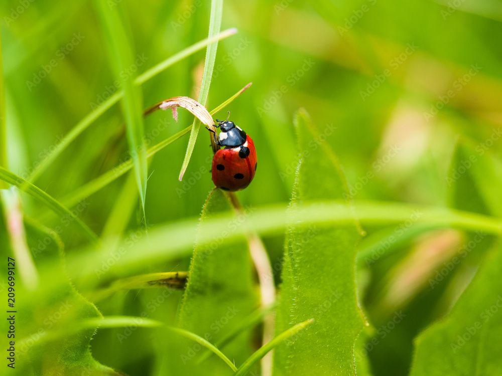 Red Ladybug In Pure Nature Red Ladybug In Pure Nature