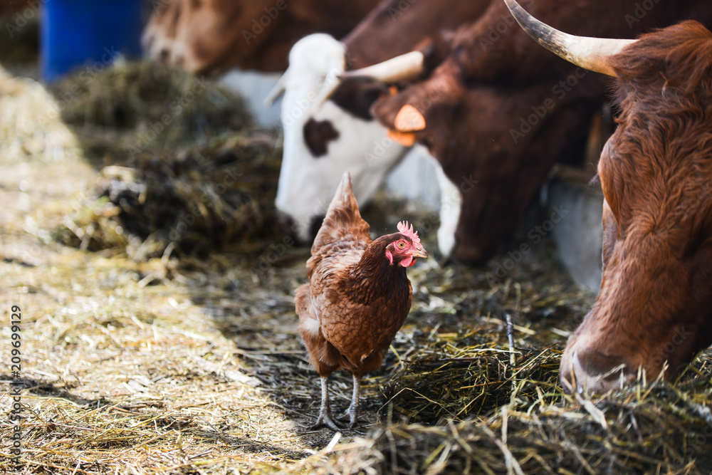 Fototapeta premium kurczak chodzący po stadzie krów i bydła brunatnego w małych hodowlach hodowli zwierząt hodowlanych ranczo