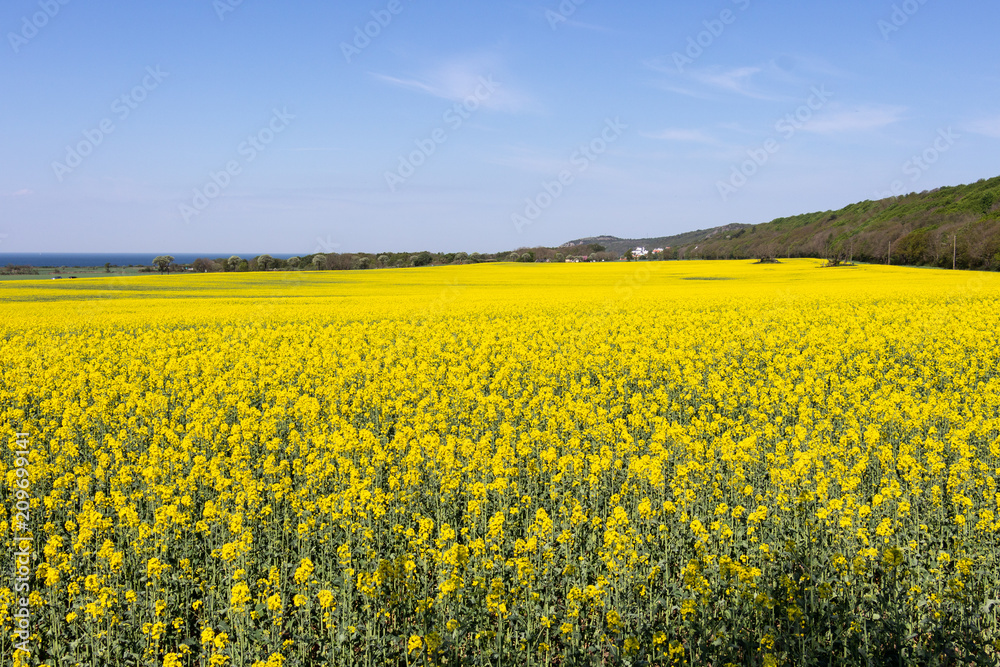 Rapeseed flowers