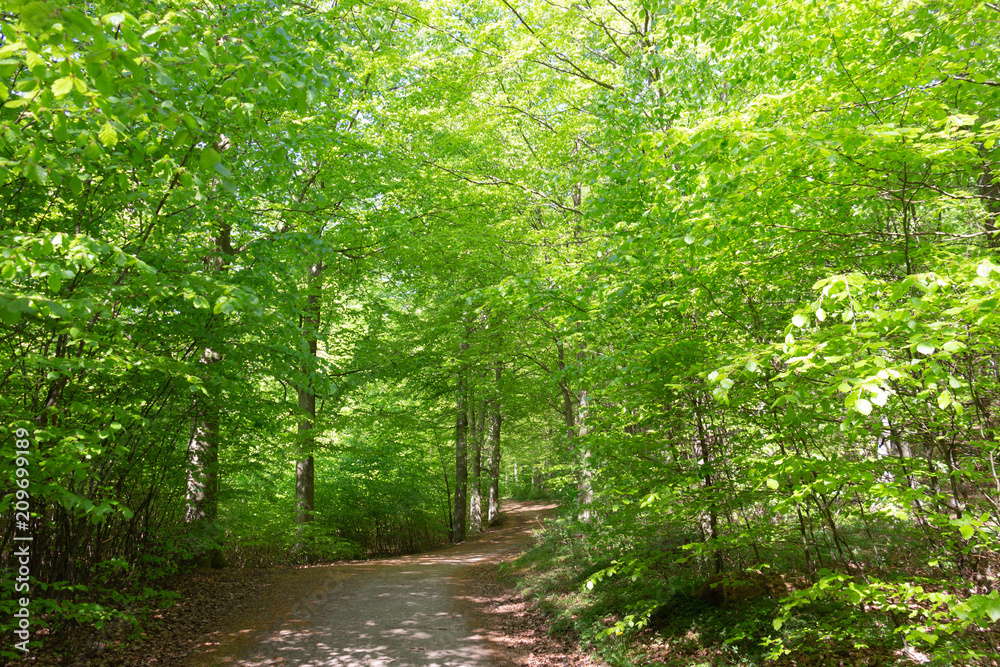 Fototapeta premium Beech Forests