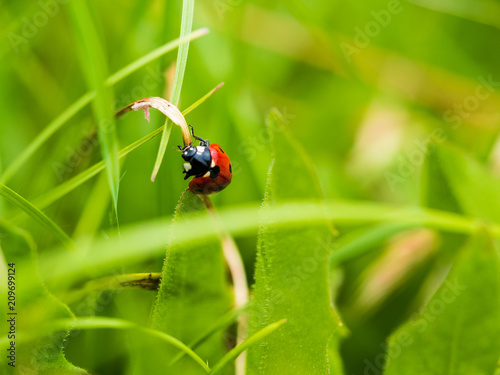 Red Ladybug In Pure Nature