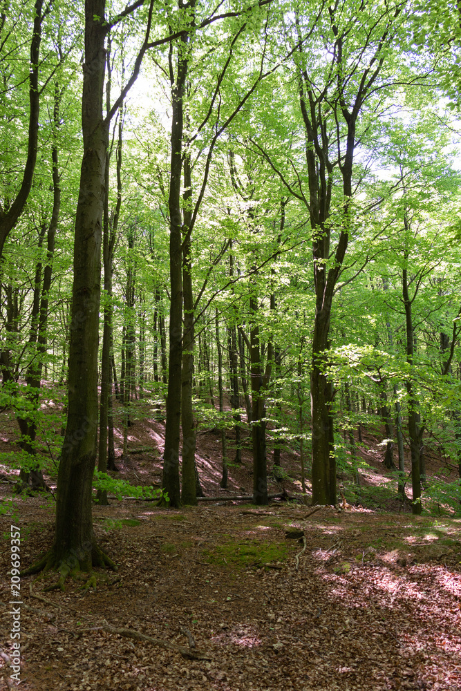 Obraz premium Beech Forests